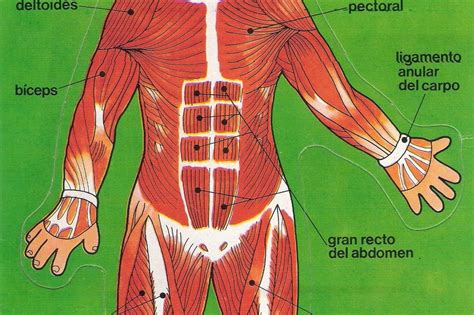 Nuestro Cuerpo Humano El Sistema Muscular