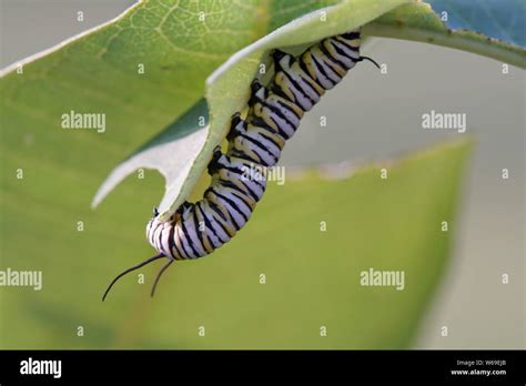 Caterpillar Eating A Leaf Hi Res Stock Photography And Images Alamy