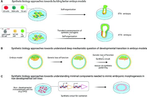 Application Of Synthetic Biology Tools And Approaches To Embryo Models