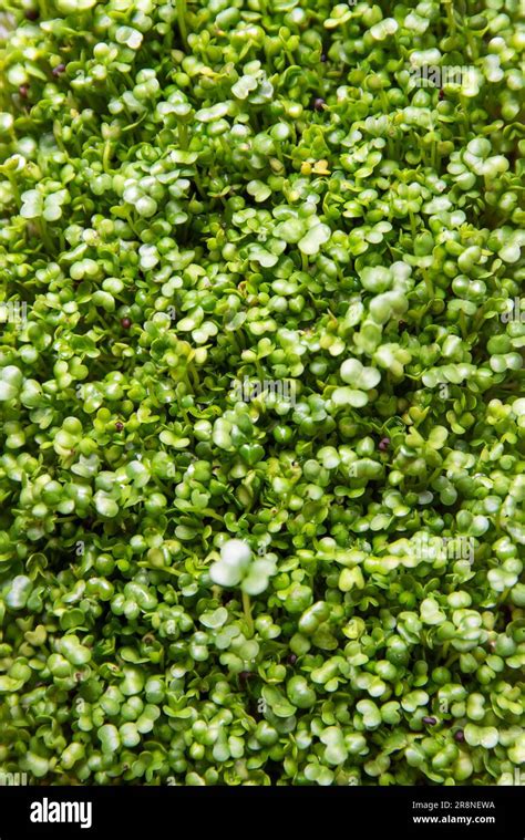 Broccoli Sprouts Texture Slowly Growing Sprouts Stock Photo Alamy