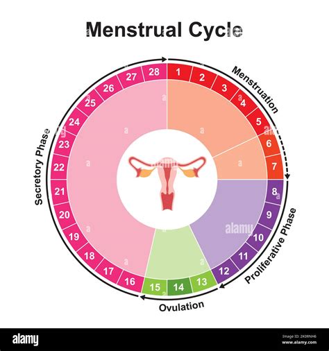 Wissenschaftliche Gestaltung Des Menstruationszyklus Diagramm Rechners Bunte Symbole