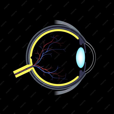 Ooganatomie Structuur Van Het Menselijk Oog Infografiek Uiterlijk