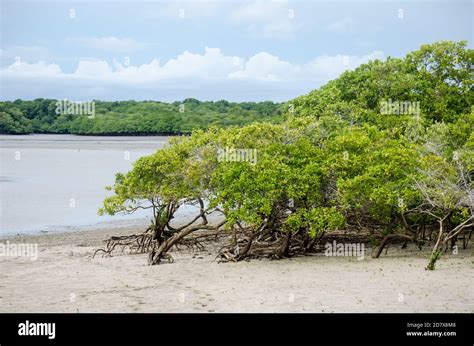 Mangrove Ecosystem Hi Res Stock Photography And Images Alamy