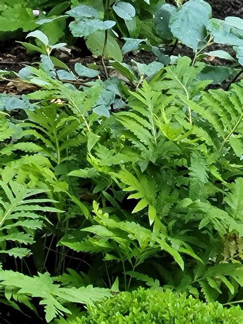 Onoclea Sensibilis Sensitive Fern The Old Dairy Nursery And Gardens