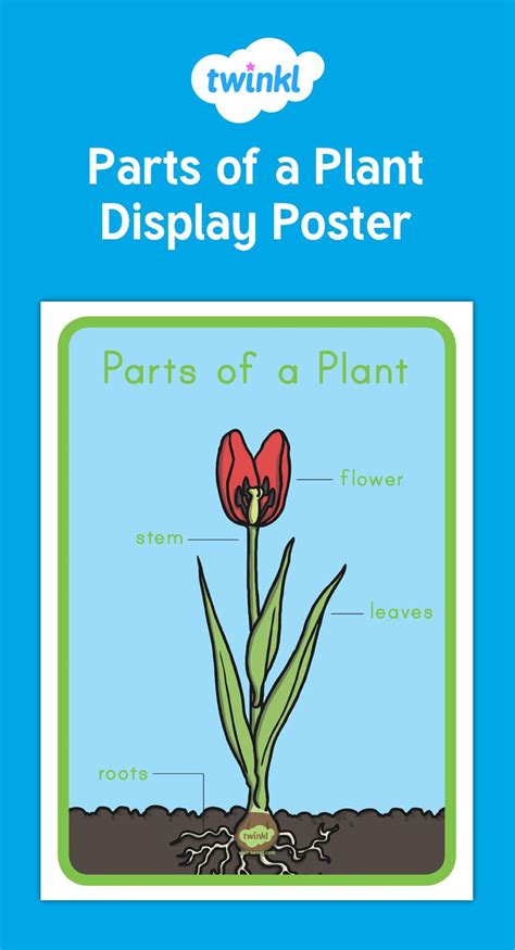 This Beautiful Display Poster Is Perfect For Teaching Children About