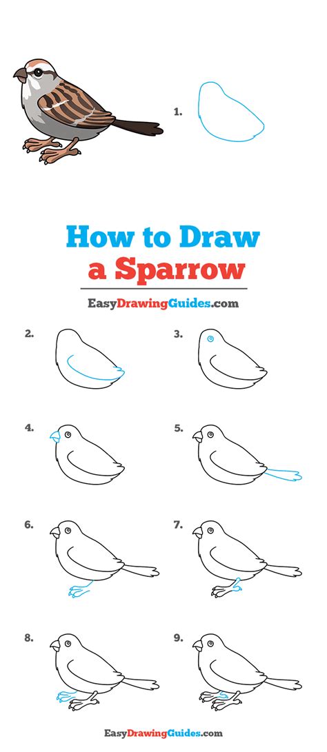 How To Draw A Sparrow Really Easy Drawing Tutorial Drawing Birds