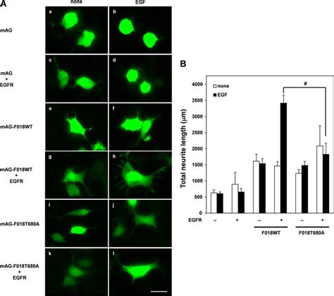 Flj Activation Causes Neurite Outgrowth Via Egfr Activation A