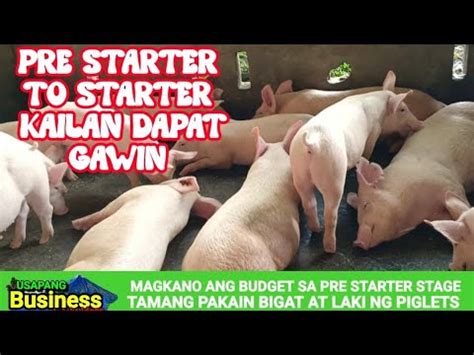 Pag Aalaga Ng Piglets Sa Pre Starter Stage Magkano Ang Puhunan Sa