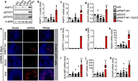 Long Term Pnpt Suv Silencing Induces Dsrna Accumulation In Endoc H