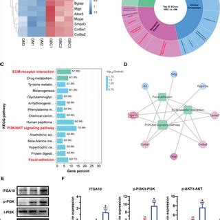 Mechanistic Analysis Of Osteogenic Activity Induced By The Composite