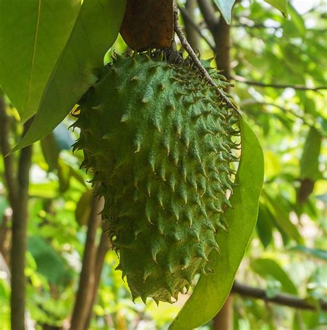 Chillatai Lakshman Phal Live Plant Soursop Live Plant Chillatai