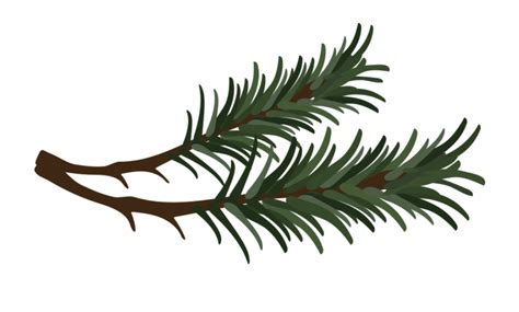 Branch Drawing Pine Needle Pine Needle Clipart - Clip Art Library