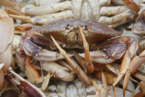 Crab Season Off To A Hot Start In Trinidad Times Standard