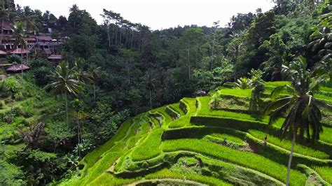 Sawah Terasering Tegalalang Bali Lokasi Harga Tiket Jam Buka Daya