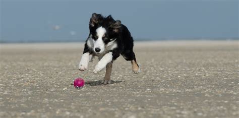 Comprendre le Comportement de Prédation du Chien DogBnb