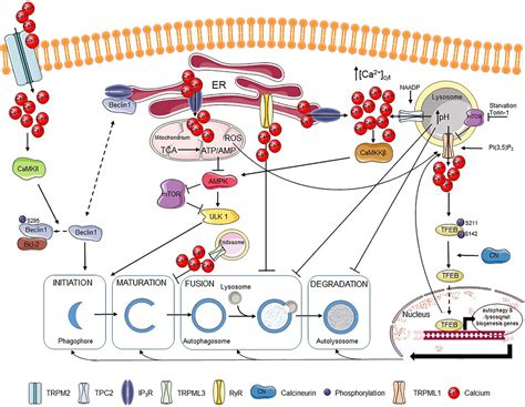 Calcium And Ip In Signaling Pathways