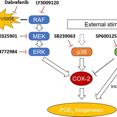 Schematic Diagram Of The Involvement Of ERK P38 And JNK MAPK Pathways