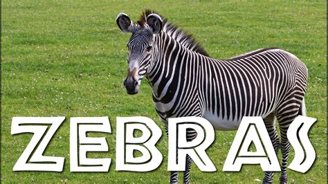 zebra - More Photos