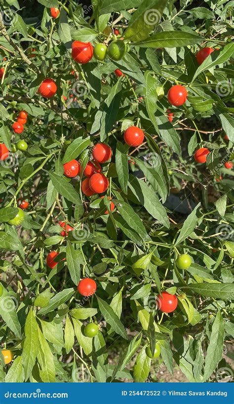 Solanum Pseudocapsicum Pland And Fruits Stock Photo Image Of Fresh