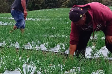 Food Estate Humbahas Di Lahan 0 3 Hektare Panen Hasilkan 2 1 Ton