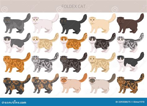 Foldex Cat Exotic Shorthair Cat Clipart All Coat Colors Set Stock