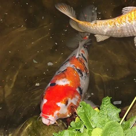 7 Pond Plants For Koi Ponds Plants Koi Love Pond Informer