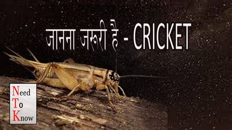 How Do Crickets Make Such Loud Noise