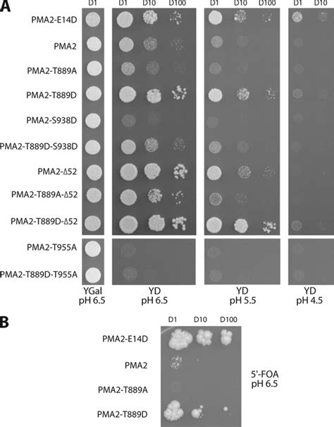 Growth Of Yeast Strains Expressing Pma2 Mutants A Yak2 Yeast Strains