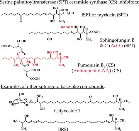 De Novo Sphingolipid Biosynthesis A Necessary But Dangerous Pathway