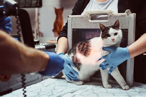 Core Vaccinations for Dogs and Cats in Dubai: What You Need to Know