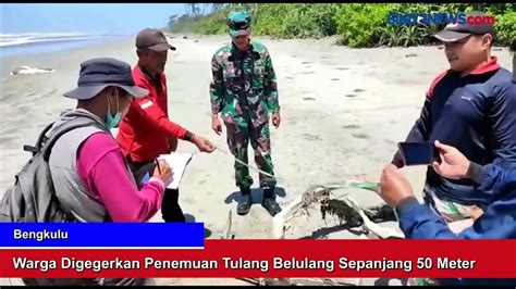 Geger Penemuan Tulang Belulang Sepanjang Meter Di Tepi Pantai