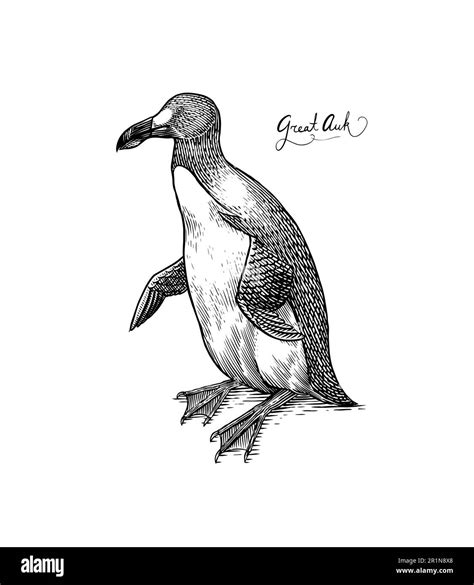 Great Auk Flightless Alcid Penguin Extinct Species Engraved Hand