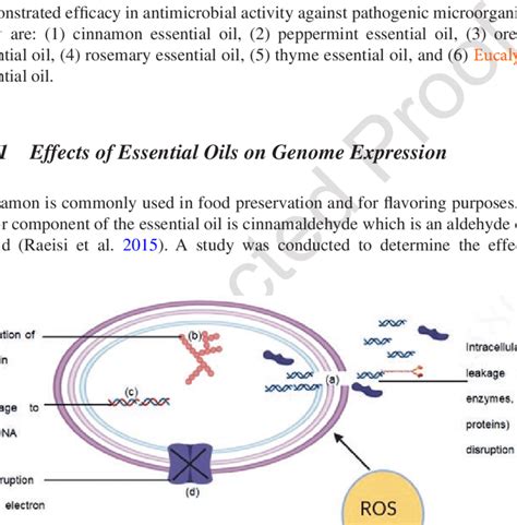 4 Proposed Antimicrobial Mechanism Of Essential Oils In Bacteria The