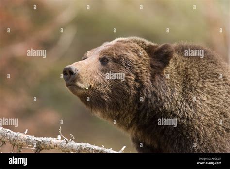 Grizzly Bear Yellowstone National Park Wyoming Stock Photo Alamy