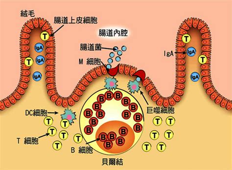 腸命百歲—腸道權威最新長齡保健大典 Grace127 的網誌 Udn部落格