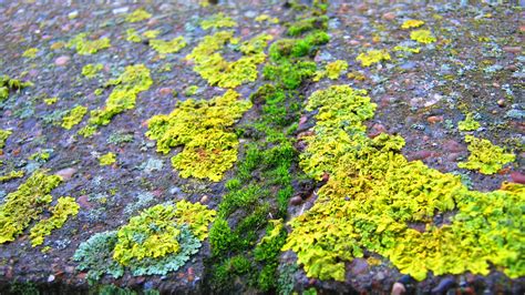 042 Lichen And Moss On A Drystone Wall Hull Richard Hutton Flickr