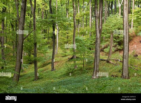 Comunes De Haya Fagus Sylvatica Bosque De Hayas En La Isla De Moen