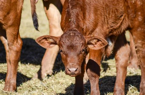 Cattle Feeds Thompson And Redwood