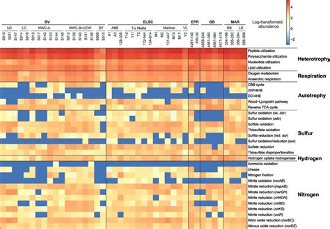 Heatmap Displaying The Metabolic Potential For Each Metagenome Within