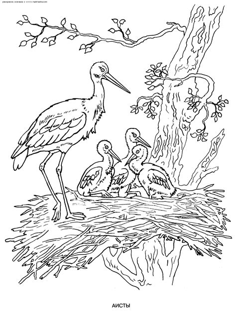 Dessins De Coloriage Oiseau Imprimer Sur Laguerche Page