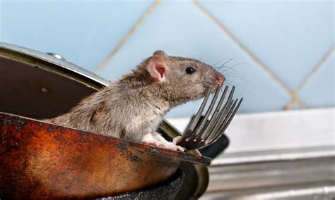 Qu Da Os Puede Ocasionar Una Plaga De Roedores En Casa