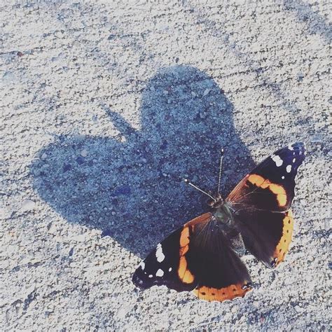 Butterfly Shadow in Brooklyn