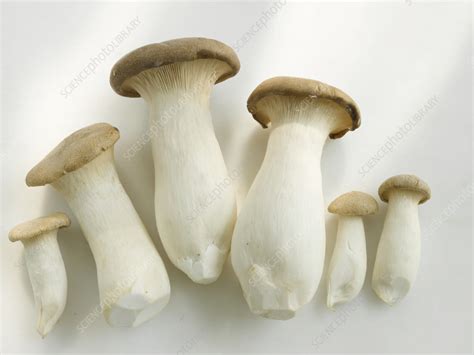 Six King Oyster Mushrooms Stock Image C056 1957 Science Photo Library