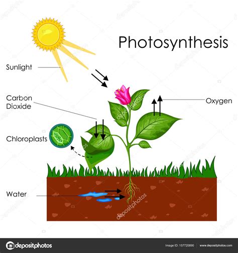 Education Chart Of Biology For Photosynthesis Process Diagram Stock