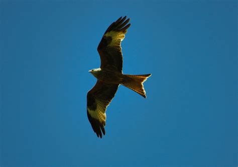 Red Kite Milvus Milvus Flying Over Surrey Drew De F Fawkes Flickr