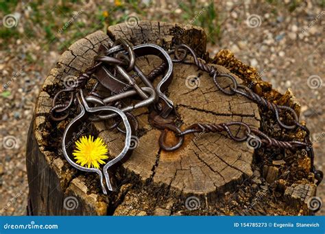 Old Shackles On A Stump Old Shackles Attached To The Chain To The Log