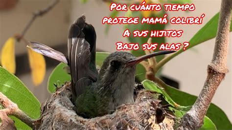 DATO CURIOSO mamá colibrí protege a sus hijos bajo sus alas durante