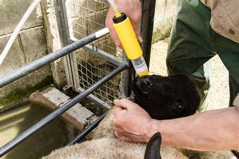 Drenching Sheep and Lambs – A Complete Guide – Kippax Farms