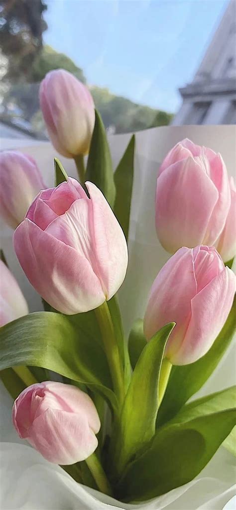 Pin By ZMN On Tulip Flower Aesthetic Boquette Flowers Amazing Flowers