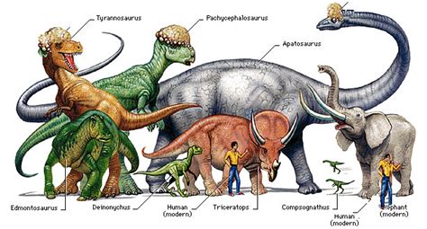 Dinosaurs types, Facts | Museum - Dinosaur news